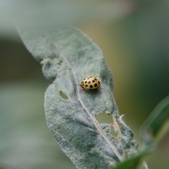 Psyllobora vigintiduopunctata