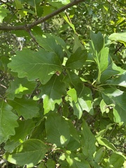 Quercus bicolor