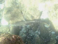 Aulostomus chinensis
