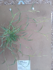 Bouteloua barbata barbata