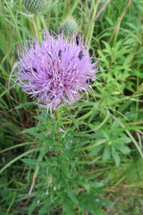 Cirsium discolor