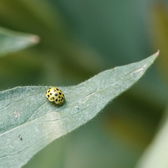 Psyllobora vigintiduopunctata