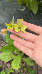 Nicotiana tabacum
