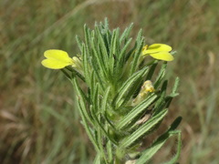 Ajuga chamaepitys