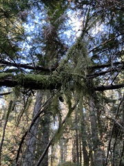 Pseudisothecium stoloniferum