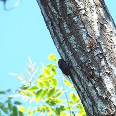 Cryptotympana holsti