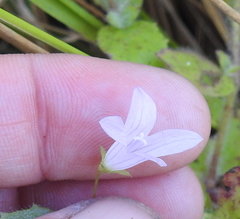 Campanula californica