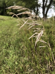 Bromus