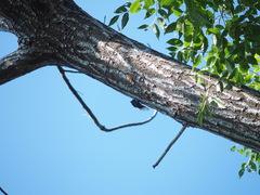 Cryptotympana holsti