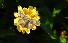 Xenophanes tryxus