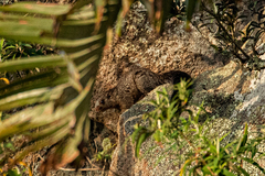 Heliosciurus mutabilis