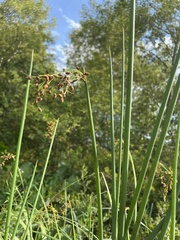 Schoenoplectus tabernaemontani