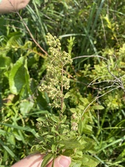 Spiraea alba