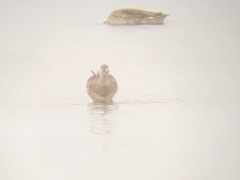 Limosa lapponica