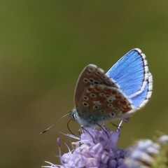 Polyommatus bellargus
