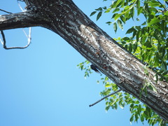 Cryptotympana holsti