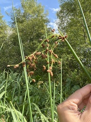 Schoenoplectus tabernaemontani