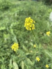 Rhamphospermum nigrum