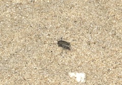 Cicindela repanda