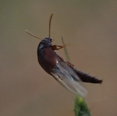 Sepedophilus marshami