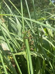 Schoenoplectus tabernaemontani