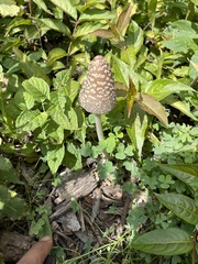 Coprinopsis picacea