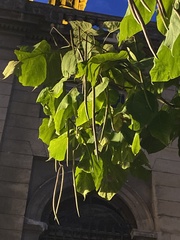 Catalpa bignonioides