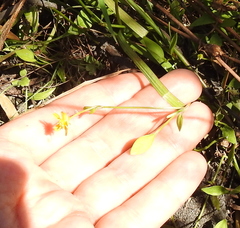 Ranunculus flammula