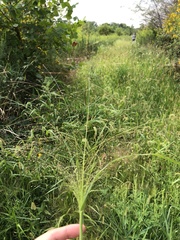 Panicum capillare