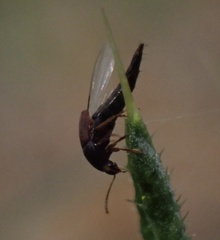 Sepedophilus marshami