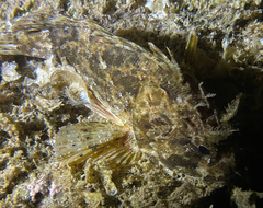 Scorpaena porcus