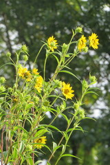 Helianthus giganteus