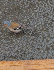 Fringilla coelebs gengleri