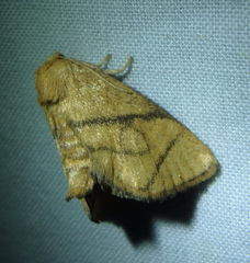 Apoda y-inversa