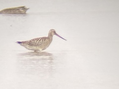 Limosa lapponica