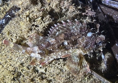 Scorpaena porcus
