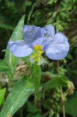 Commelina erecta