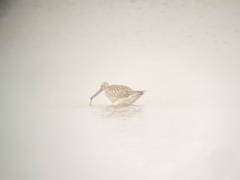 Limosa lapponica