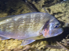 Sparus auratus
