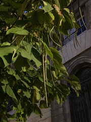 Catalpa bignonioides