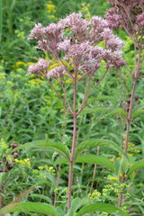 Eutrochium maculatum