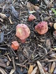 Baorangia bicolor