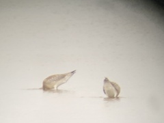 Limosa lapponica