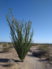 Fouquieria splendens