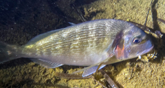 Sparus auratus