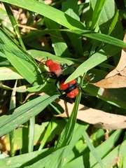 Dasymutilla occidentalis