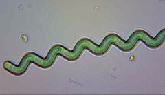 Spirulina