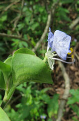 Commelina erecta