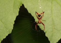 Micrathena sagittata