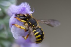 Anthidium manicatum